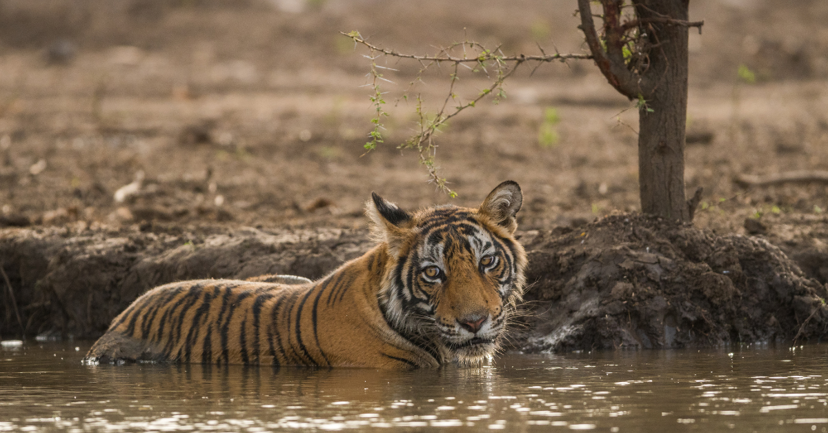 Tiger in reserve looks at camera